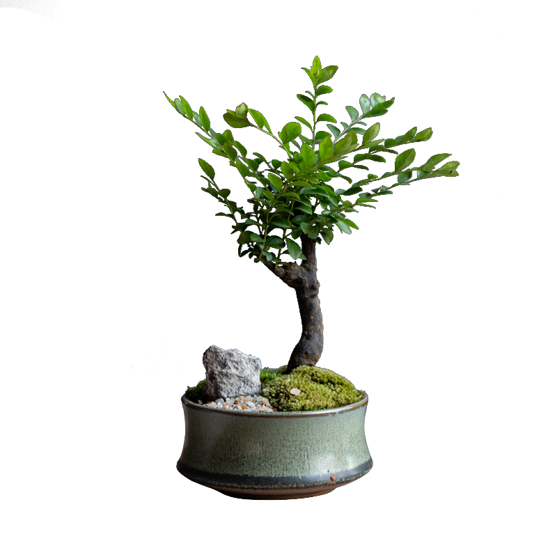 陋室说 小叶紫檀盆栽室内花卉造型景观盆景植物桌面茶几绿植老桩