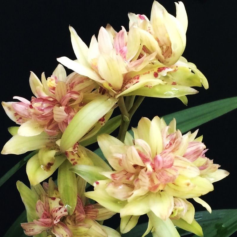 富山奇蝶兰花盆栽大众国兰场建兰四季兰花苗带花苞兰草花卉品种