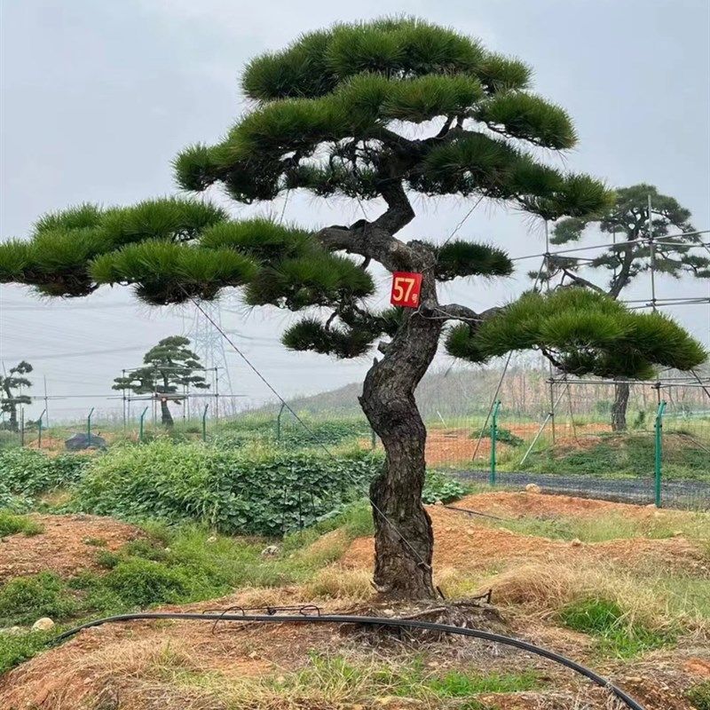 黑松地景造型树,盆景老桩,鲜花速递/花卉仿真/绿植园艺,造型盆景,淘宝优惠券,粉丝福利购,淘宝优惠卷