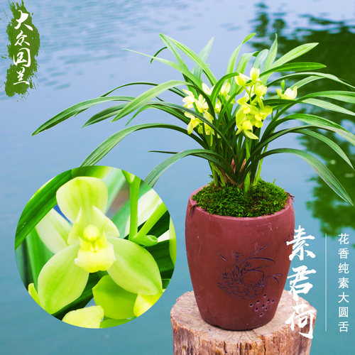 兰花苗带花苞建兰素君荷四季兰草兰花盆栽植物名贵浓香大众国兰