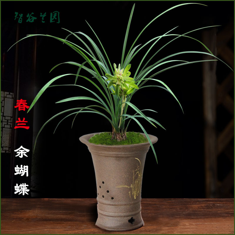 老品种春兰余蝴蝶 多瓣奇花大唐盛世 细叶浓香名贵兰花 兰草花卉