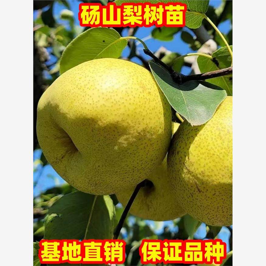 梨树果苗砀山酥梨果树苗正宗嫁接果树苗南方北方庭院地栽现挖现发