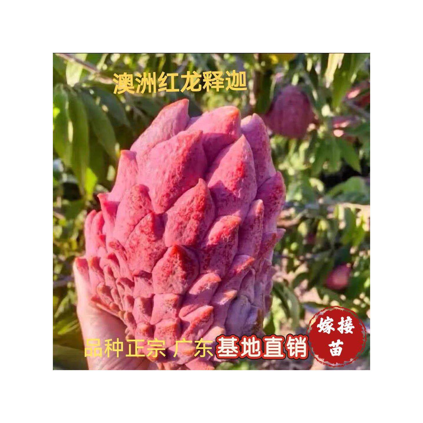 释迦果树苗澳洲红龙黄龙释迦苗泰国大目释迦苗榴莲释迦苗盆栽地栽