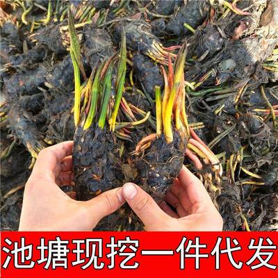 香水睡莲花鱼缸根块带花