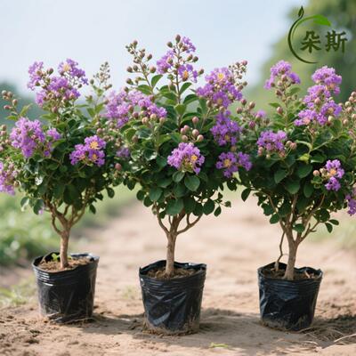 紫薇花树苗盆栽天鹅绒带