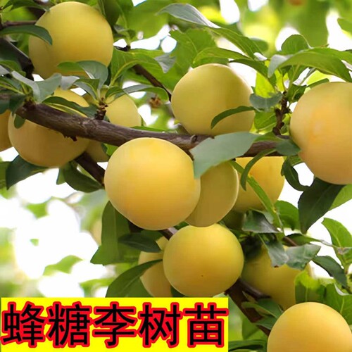 李子果树苗嫁接蜂糖特大