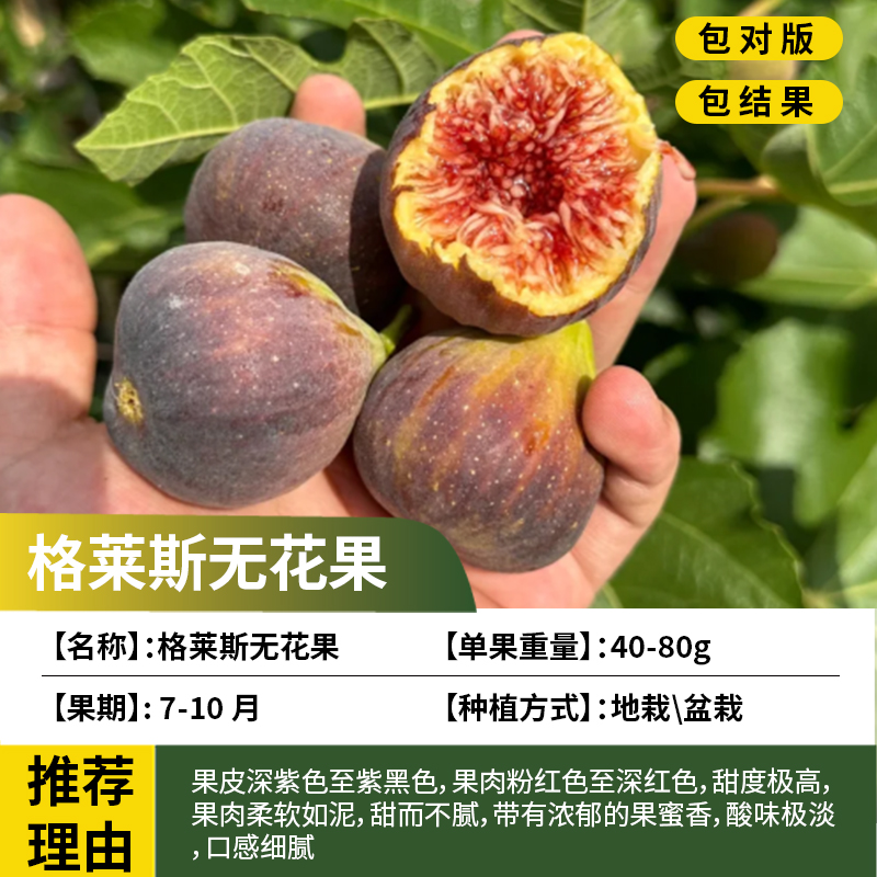 格莱斯无花果树果苗南北