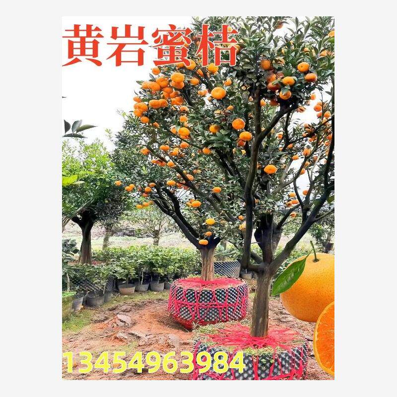 正宗临海涌泉蜜桔果树苗嫁接无籽砂糖橘无核黄岩蜜橘果树当年结果