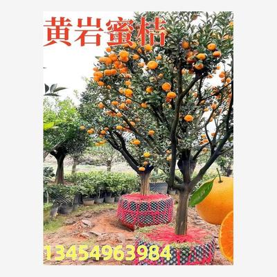 正宗临海涌泉蜜桔果树苗