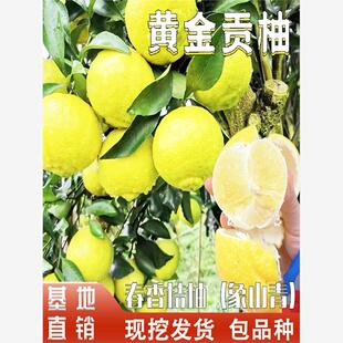 黄金贡柚苗嫁接树春香桔柚象山青耐寒庭院阳台地栽盆栽当年结果树