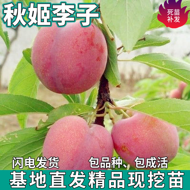 秋姬李子苗树南北方地栽庭院种植特大果盆栽嫁接甜李树苗当年结果