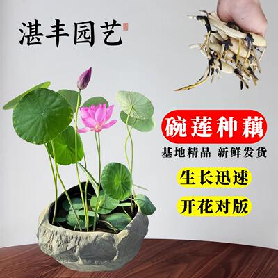 荷花盆栽水养观赏藕种苗