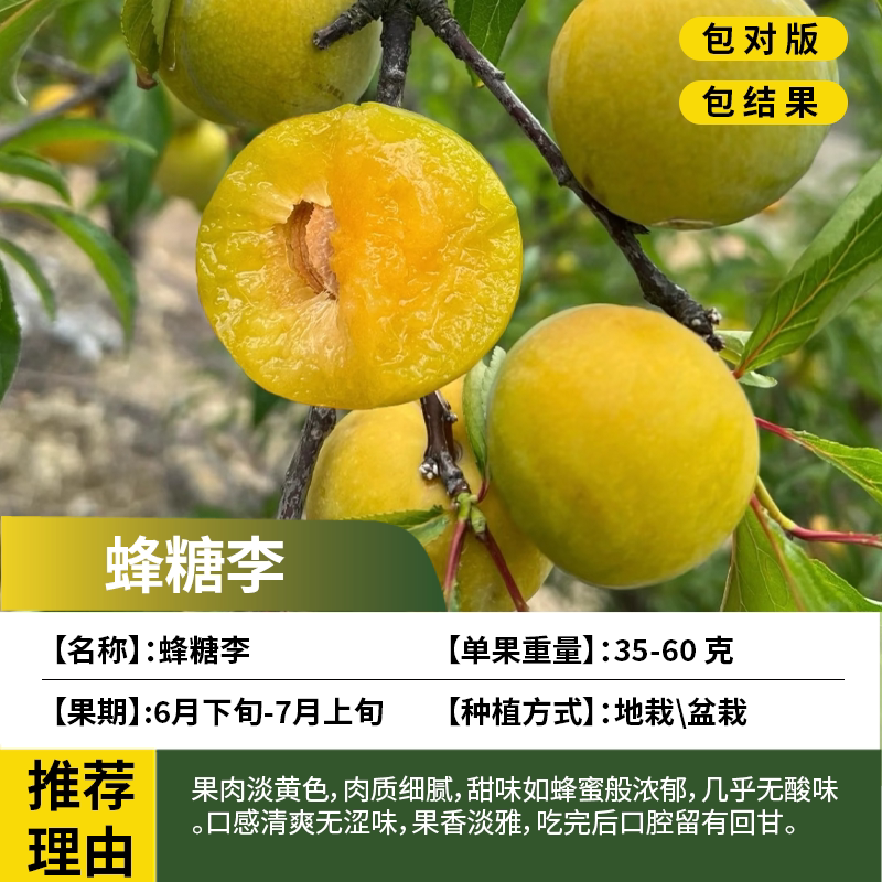 蜂糖李子树苗脱骨离核脆甜嫁接果树南方北方庭院地栽盆栽当年结果