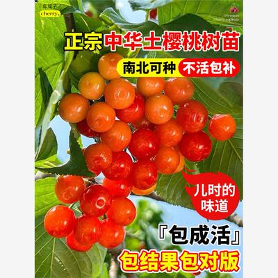 樱桃树苗特大中华小土车