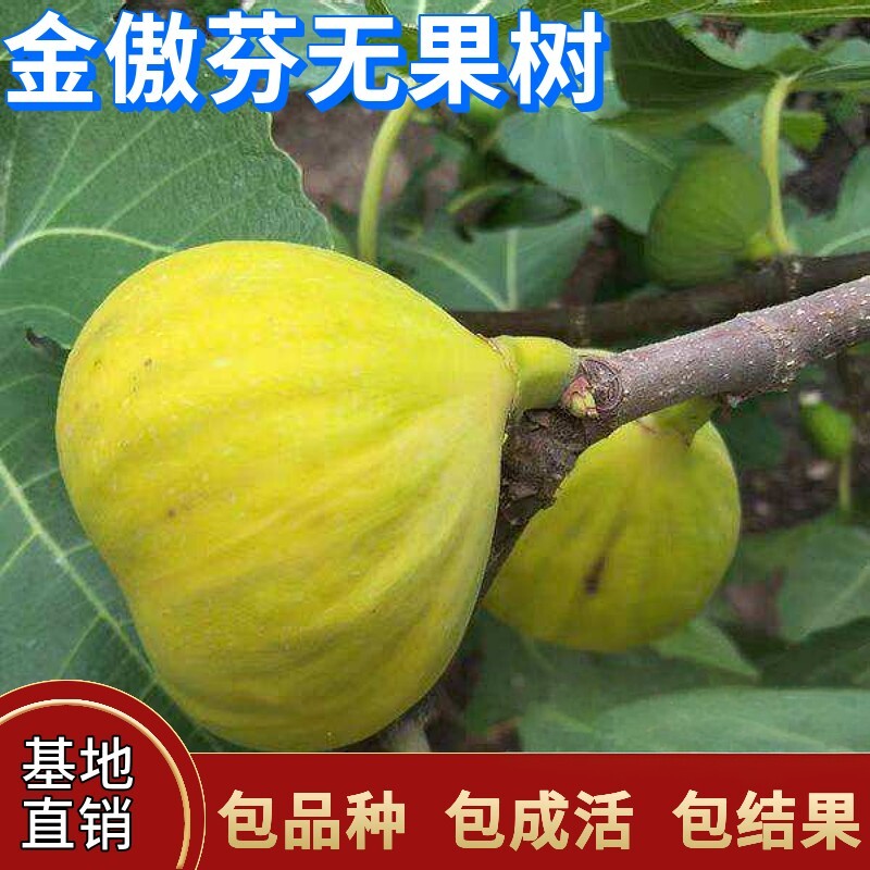 金傲芬无花果苗庭院地栽盆栽果苗特大扦插树苗南北方种植当年结果