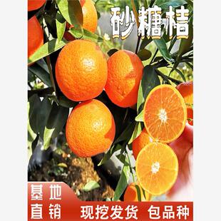 砂糖桔树苗早熟沙糖桔四会沙糖桔子树苗南方庭院地栽盆栽当年结果