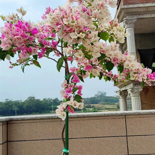 漳红樱三角梅漳州红樱高飘好养勤花四季开花阳台庭院爬藤绿植