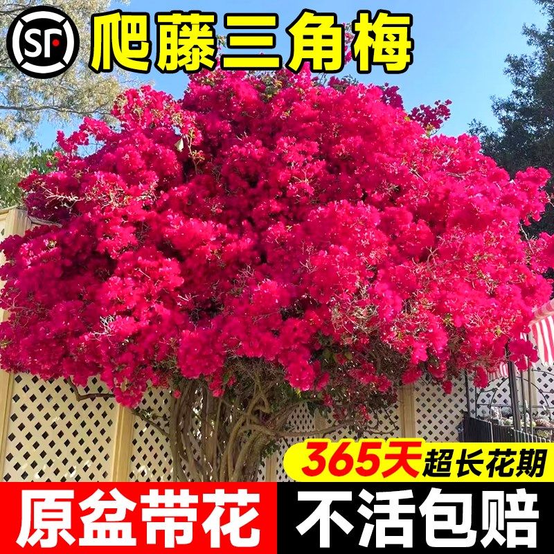 爬藤三角梅盆栽绿樱漳红樱重瓣四季开花老桩带花苞庭院花卉绿植物,鲜花速递/花卉仿真/绿植园艺,绣球/木绣球/木本植物,淘宝优惠券,粉丝福利购,淘宝优惠卷
