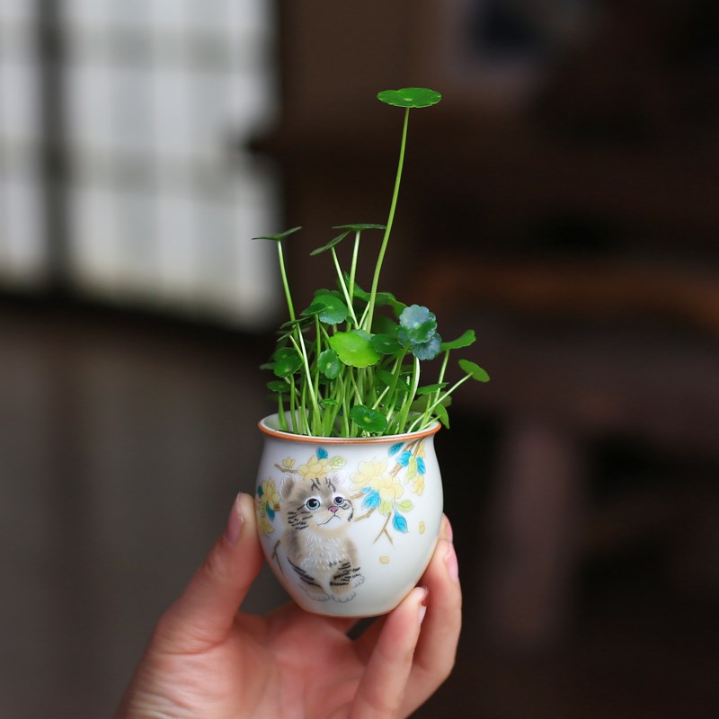 铜钱草水培植物室内花卉盆栽花盆桌面水栽小摆件办公室迷你绿植