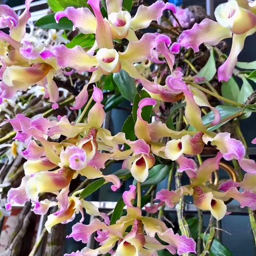 稀有越南 扭瓣石斛 洋兰 石斛兰 附生兰吊兰花绿植花卉 盆栽 盆景