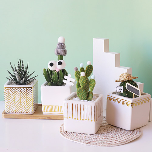 办公室内桌面花卉绿植物小盆栽仙人掌球客厅好养防辐射净化空气