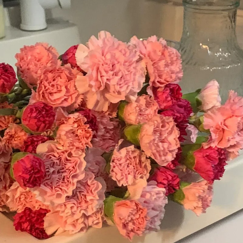 级康乃馨鲜花花束云南基地教师节鲜花母亲孕妇家用插花速递