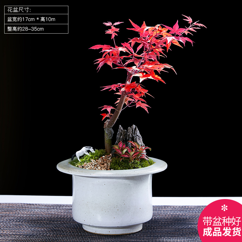 红枫盆景室内桌面窗台办公室红叶盆栽庭院观叶净化空气茶台绿植物