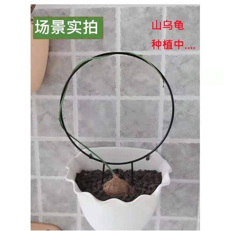 绿植造型室内花盆心形花架山乌龟绿萝爬藤架子支架圆形金属支撑架