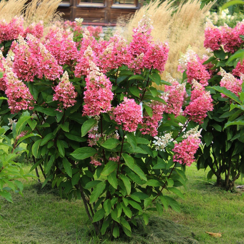 香草草莓圆锥木绣球花大苗石灰灯盆栽阳台庭院耐寒花卉绿植物耐晒