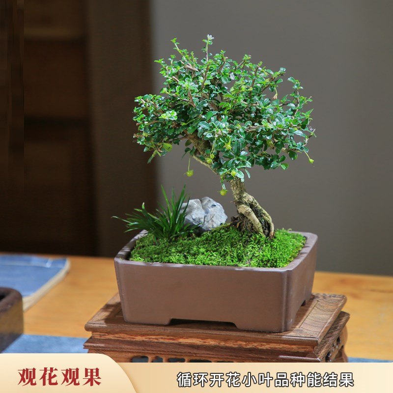 小叶福建茶盆栽老桩造型室内花卉庭院客厅观果植物好养桌面小盆景