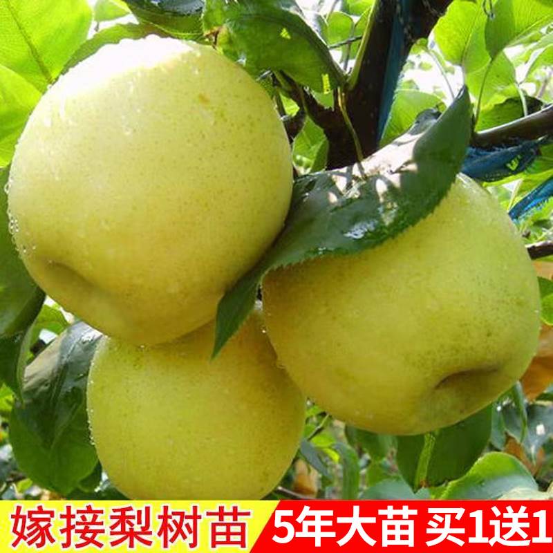 地嫁接苗梨树子栽翠冠果丰