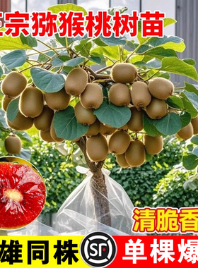 猕猴桃树果苗雌雄同株猕猴桃苗徐香嫁接南北方种植庭院四季可种植