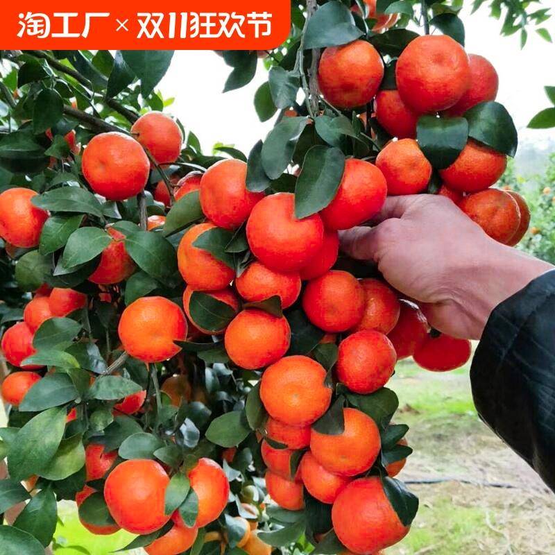 沙糖桔子树苗正宗广西砂橘