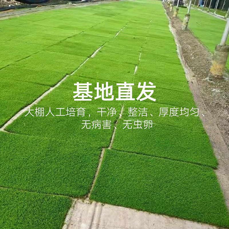 苔藓人工培育短绒藓鲜活微景观植物纱布小灰藓盆景庭院造景青苔