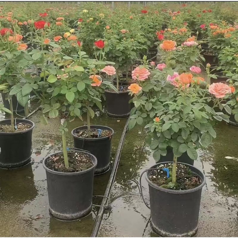 树桩月季花苗特大花朵花卉植物庭院四季开玫瑰带花棒棒糖树状月季