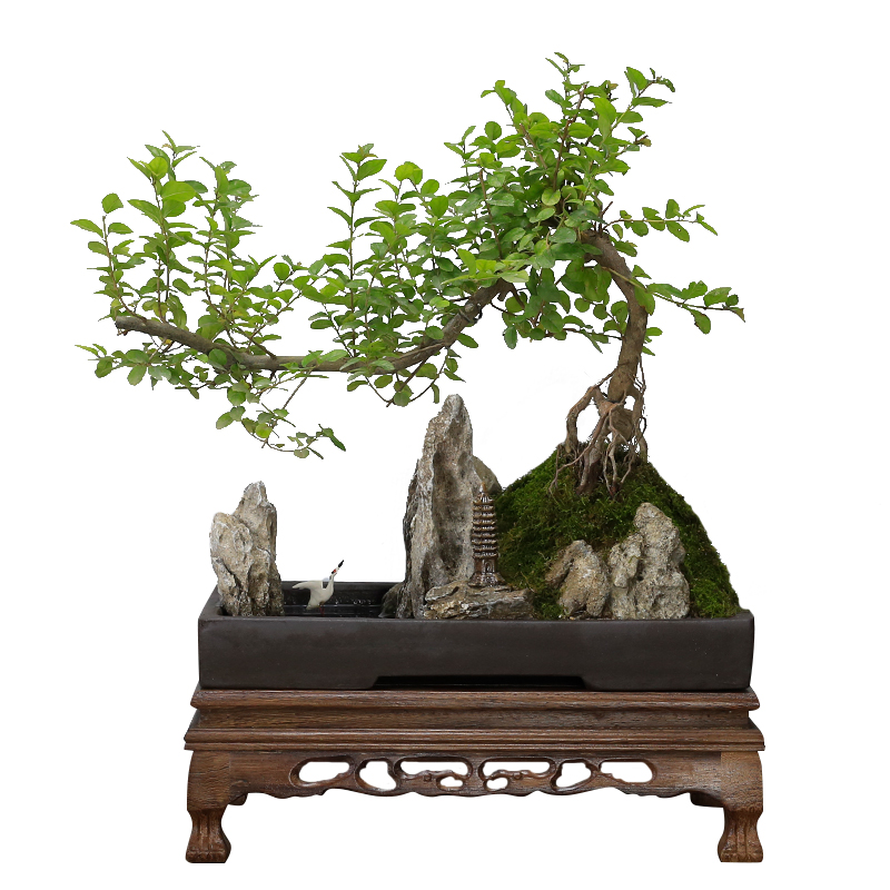 小叶雀梅山水假山石盆景植物造型老桩室内客厅办公室绿植茶室盆栽