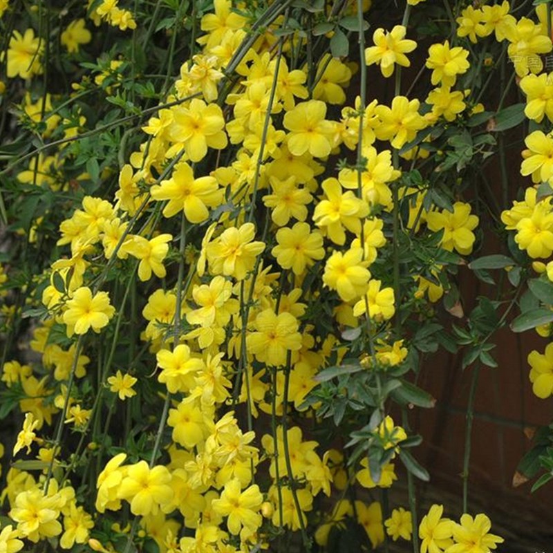 垂吊攀援花卉迎春苗初春使者金色小喇叭庭院阳台盆栽苗木花易养护