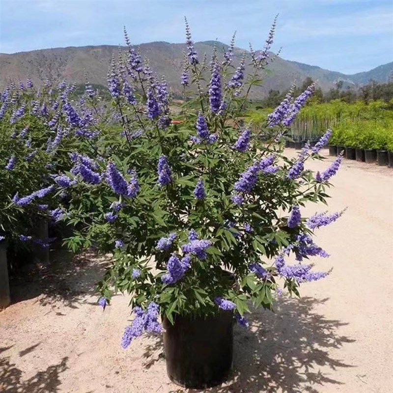 紫色穗花牡荆盆栽植物树苗薰衣草树苗耐寒耐热庭院阳台树状鼠尾草