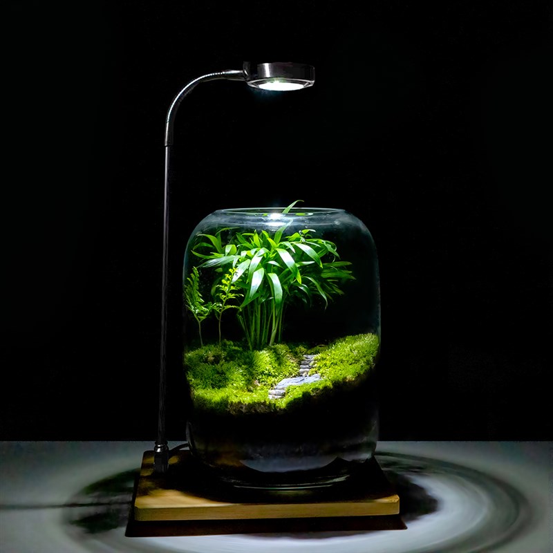 趣味苔藓微景观创意桌面生态瓶盆栽盆景摆件造景办公室植物绿植物