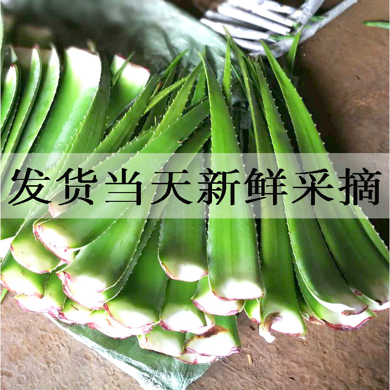 库拉索芦荟叶片新鲜奶芦荟美容院灌肤芦荟盆栽绿植大粘稠芦荟绿植