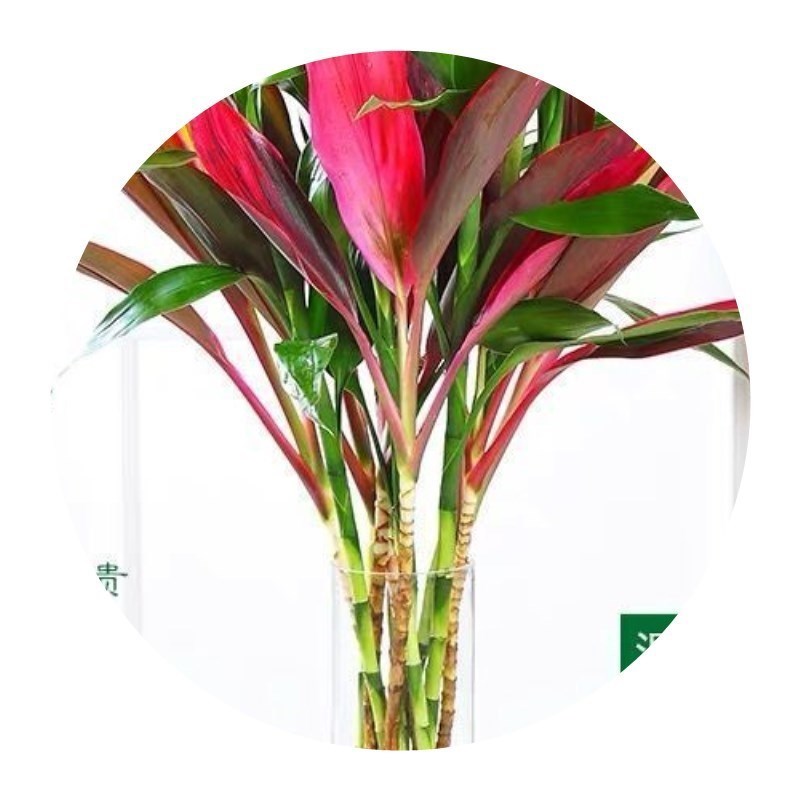 富贵竹水培绿植紫竹水培植物花卉盆栽四季好养大叶竹净化空气