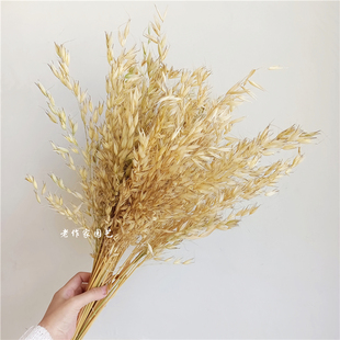 天然原色大燕麦筱麦穗花束真花背景橱窗道具文艺干草装饰干枝花束