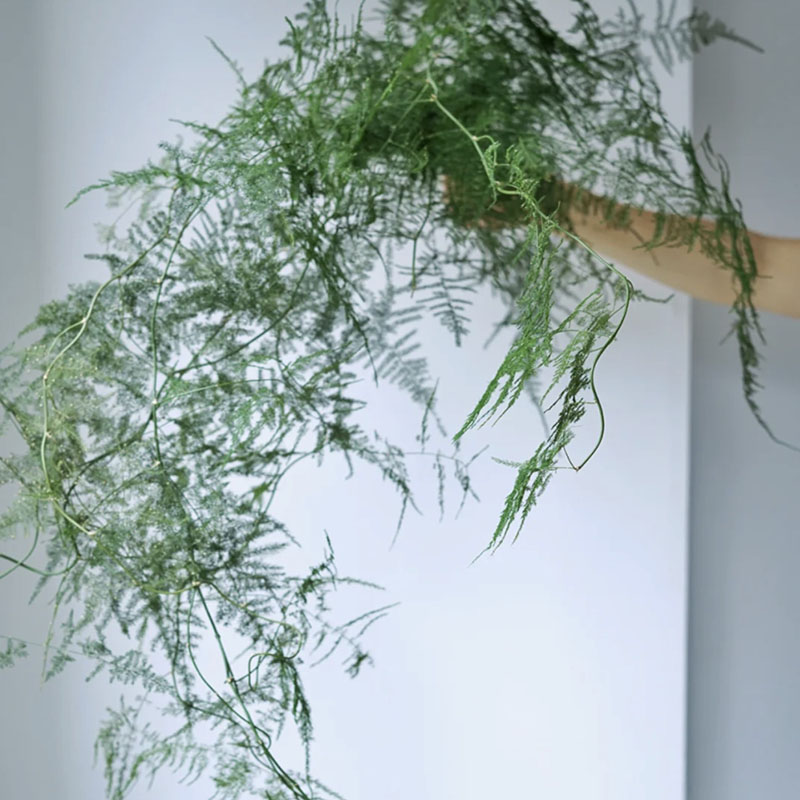 仙气十足文竹干枝瀑布手捧配叶悬挂花材造型树枝场景布置拍摄道具