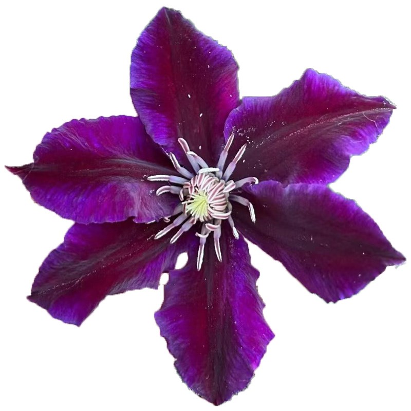 朱卡铁线莲花苗盆栽爬藤花卉藤本皇后半重瓣大花丰花无刺攀援植物