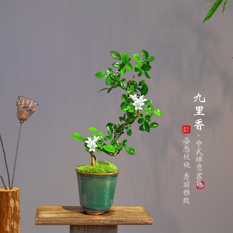 九里香七里香小盆栽开花植物微景观盆景中式茶桌办公桌面绿植摆件