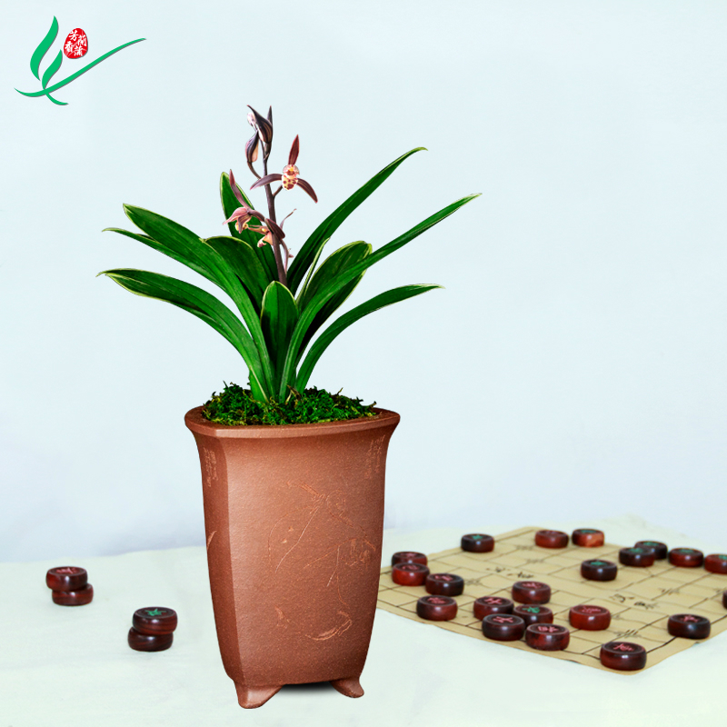 墨兰矮种达摩爪兰花苗浓香卉盆景栽土绿带草植物花苞名贵叶艺金边