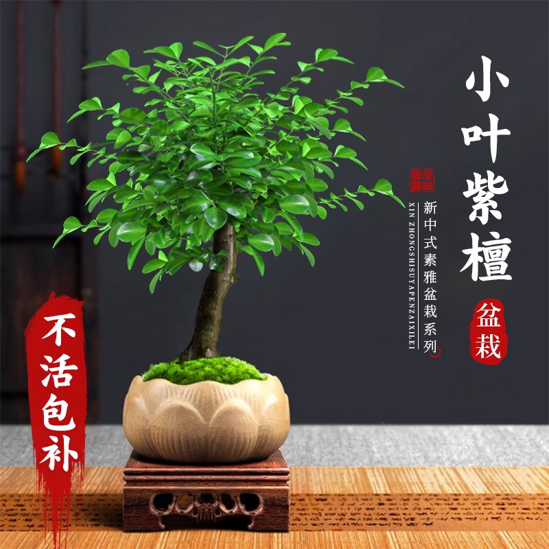 小叶紫檀盆景老桩植物室内茶几客厅办公桌面树苗四季好养绿植盆栽