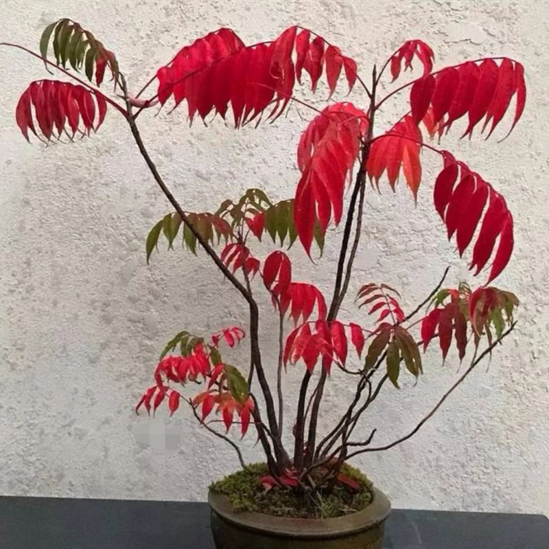 稀有品种南京槭树南京漆树野漆丛林盆景微型阳台桌面观叶木本植物