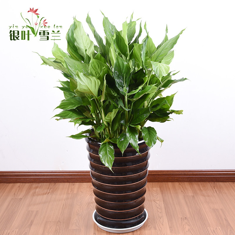 大万年青盆栽植物杭州室内客厅大型盆景花卉进化空气杭州绍兴绿植