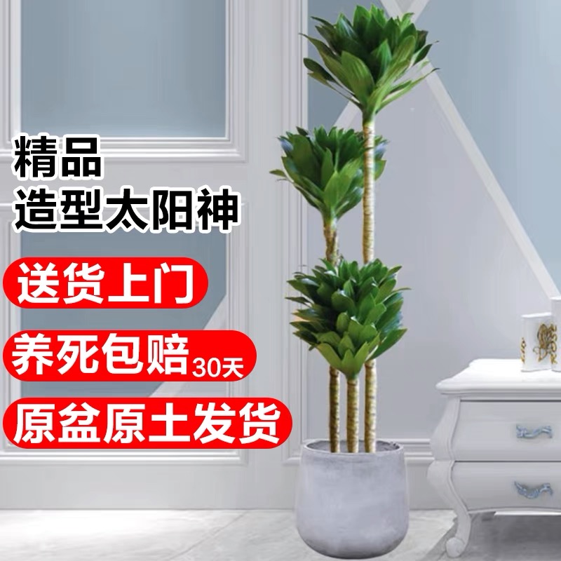 太阳神大型盆栽朱蕉龙血树造型盆景植物室内客厅好养活万年青绿植